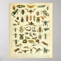 Insectes d'impression vintages à la feuille d'adol