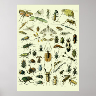 Poster Insectes Vintage