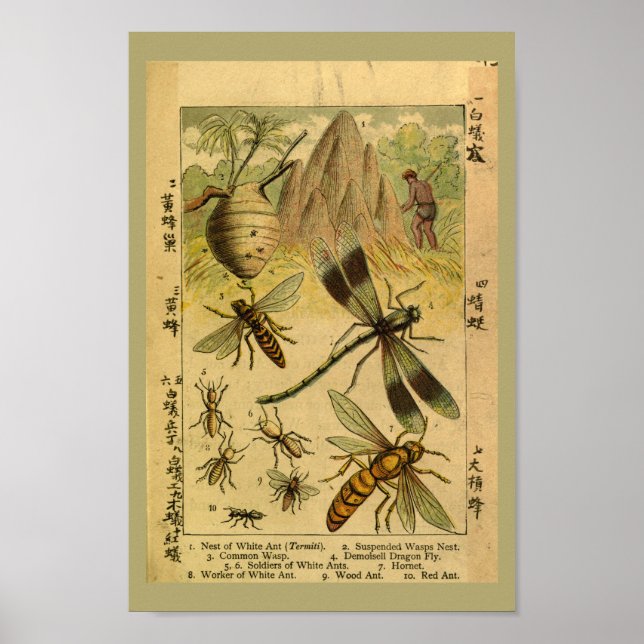 Poster Insectes vintages de dragon Histoire naturelle Imp (Devant)