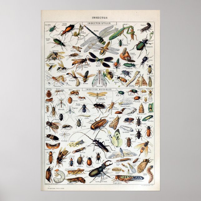 Poster Insectes vintages de Millot Adolphe (Devant)
