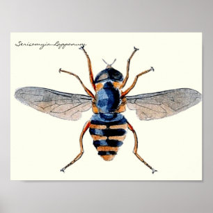 Poster Insectes vintages Entomologie scientifique Voler