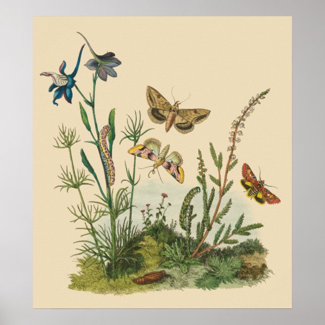 Poster Insectes vintages, Papillons, Caterpillar (Devant)