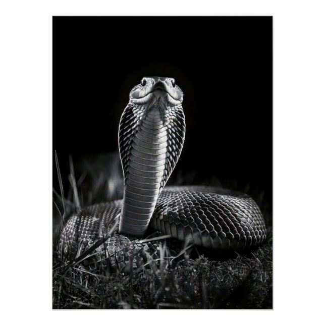 Poster  Intense Black & White King Cobra Fine Art Print | (Devant)