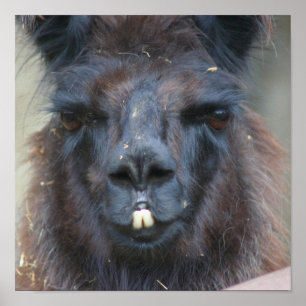 Poster Intense Llama Noire Visage gros haut