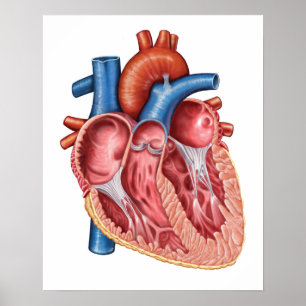 Poster Intérieur Du Coeur Humain