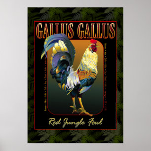 Poster International de Gallus de Gallus