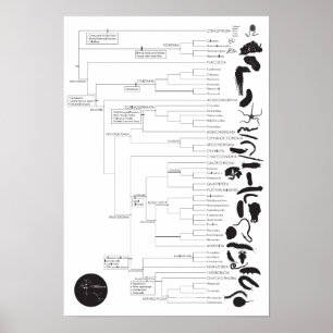 Poster Invertis : Exploration de l'arbre animal de la vie