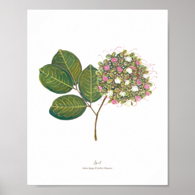 Poster Ipil (Intsia bijuga) Flores forestières philippine (Devant)