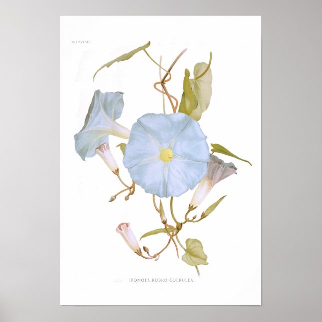 Poster Ipomoea rubro-coerulea (Devant)