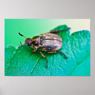 Poster Iridescente Japonais Beetle