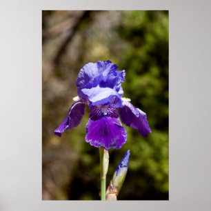 Poster Iris