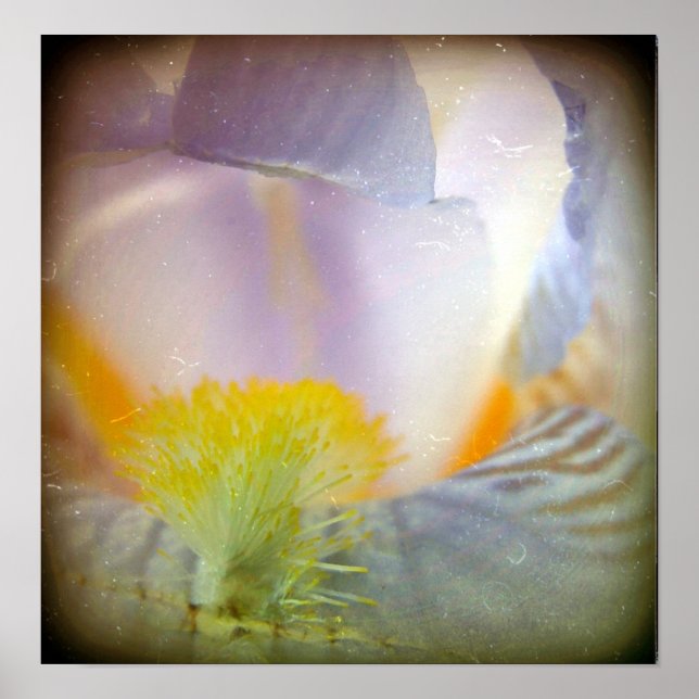 Poster Iris (Devant)