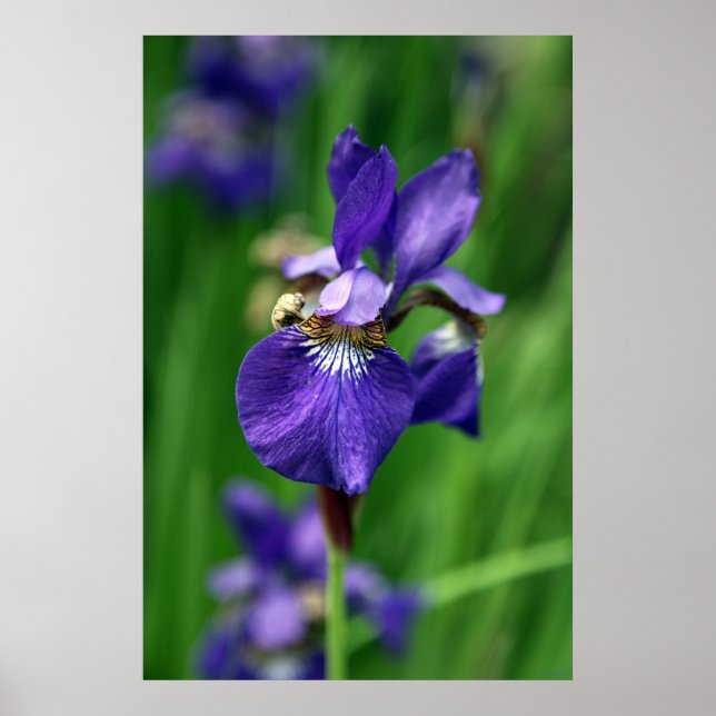 Poster Iris (Devant)