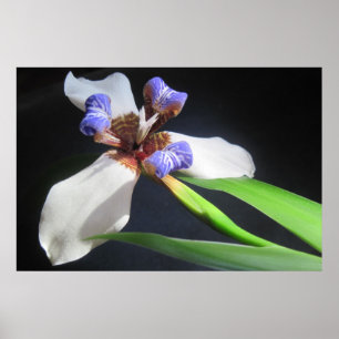 Poster Iris