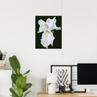 Iris à barbe blanche sur fond noir