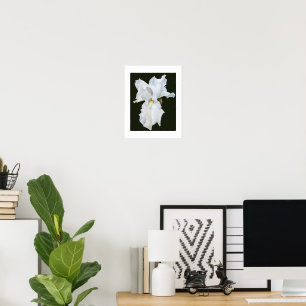 Poster Iris à barbe blanche sur fond noir