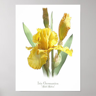 Poster Iris à cordes jaunes Imprimer