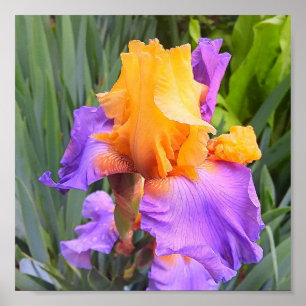 Poster Iris à cordes violettes et orange