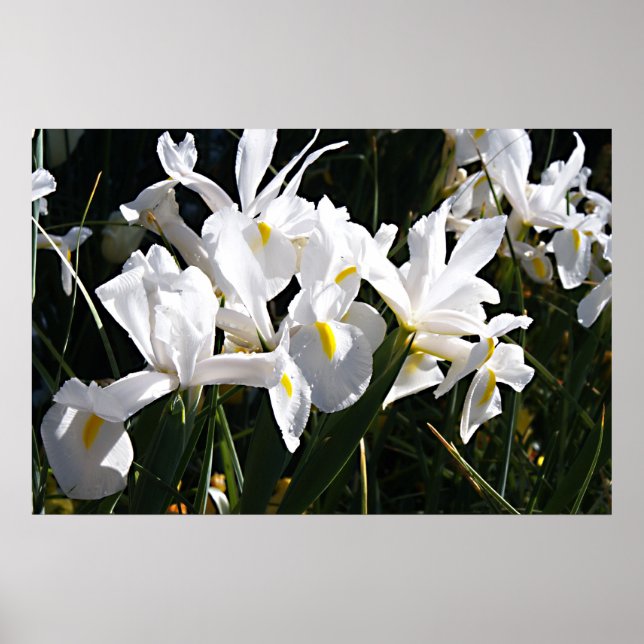 Poster Iris à poils (Devant)