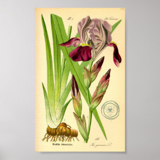Poster Iris allemand (Iris germanica)