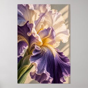Poster Iris barbu Violet et Crème, gros plan botanique W