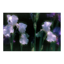 Iris blancs en fleurs au clair de lune