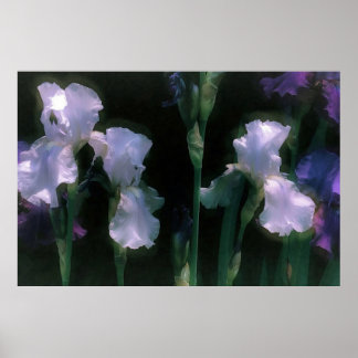 Poster Iris blancs en fleurs au clair de lune