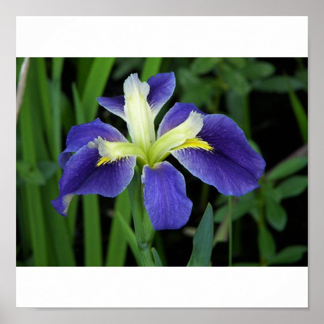 Poster Iris bleu sauvage (Devant)