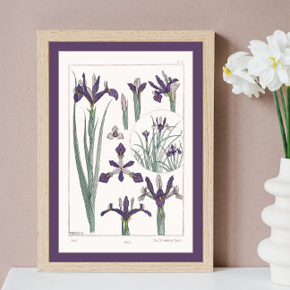 Poster Iris Botanique Verneuil