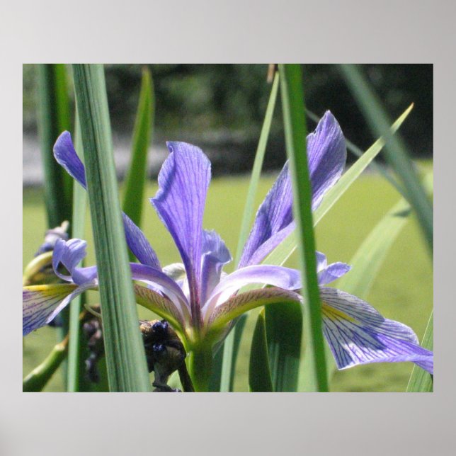 Poster Iris d'eau sur étang (Devant)