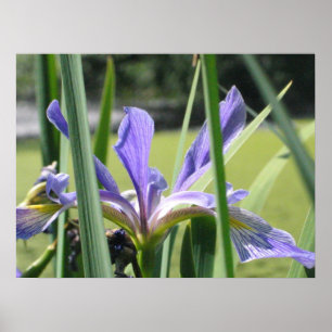 Poster Iris d'eau sur l'étang