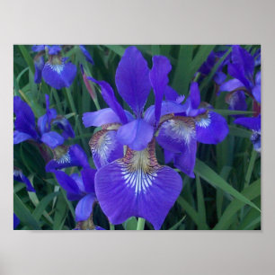 Poster Iris en bois