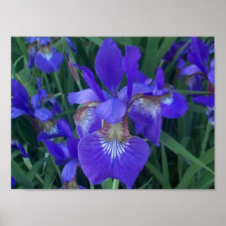 Poster Iris en bois