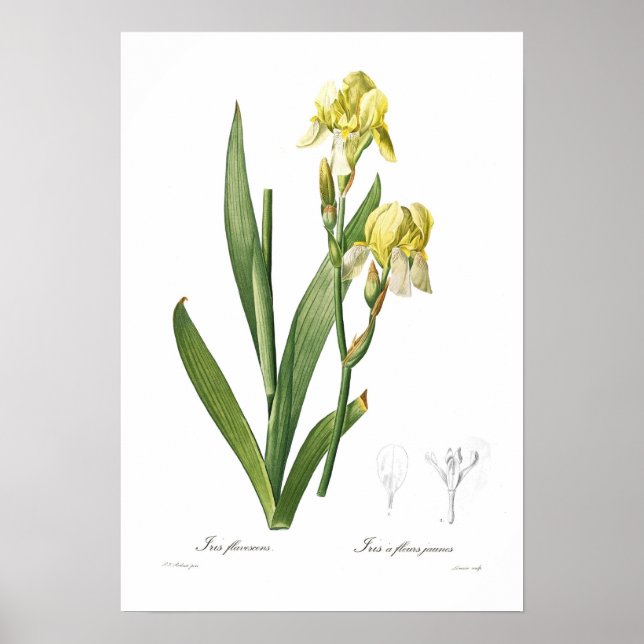 Poster Iris flavescens (Devant)