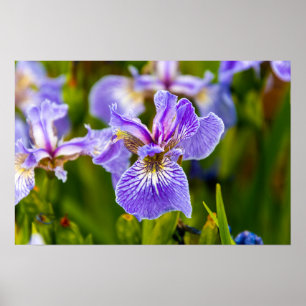 Poster Iris Flower