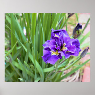Poster Iris Flower Photo