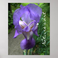 Iris Flower Photographie