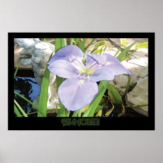 Poster "Iris & Fountain" - Imprimer (Pas d'ombre)