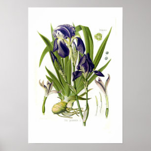 Poster Iris germanica