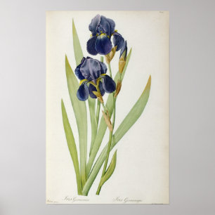 Poster Iris Germanica, de "Les Liliacées", 1805