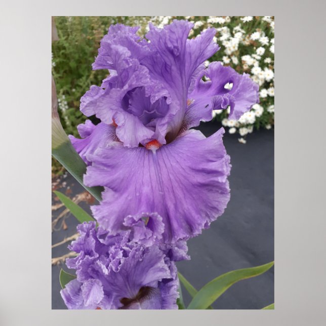 Poster Iris Irises Fleur violette Florale Lavande (Devant)
