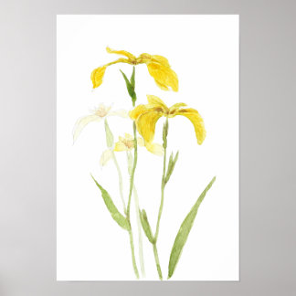 Poster iris jaune fleurs aquarelle