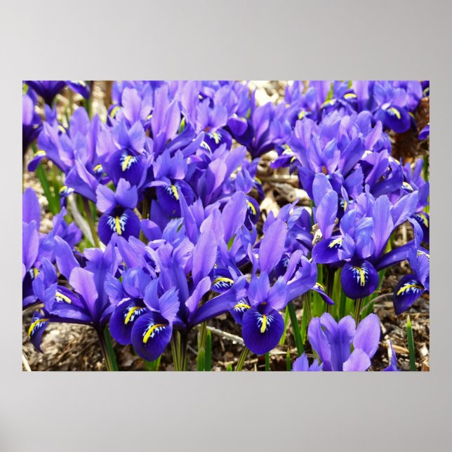 Poster Iris Katherine Hodgkin Violet Floral de Printemps (Devant)
