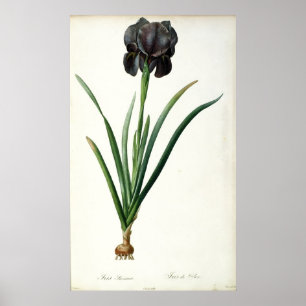 Poster Iris Luxiana, de "Les Liliacees", 1805