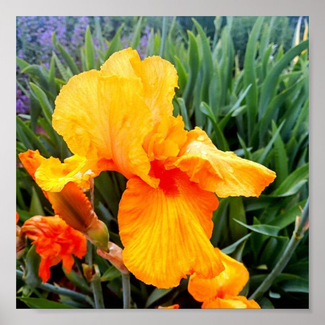 Poster Iris Orange (Devant)