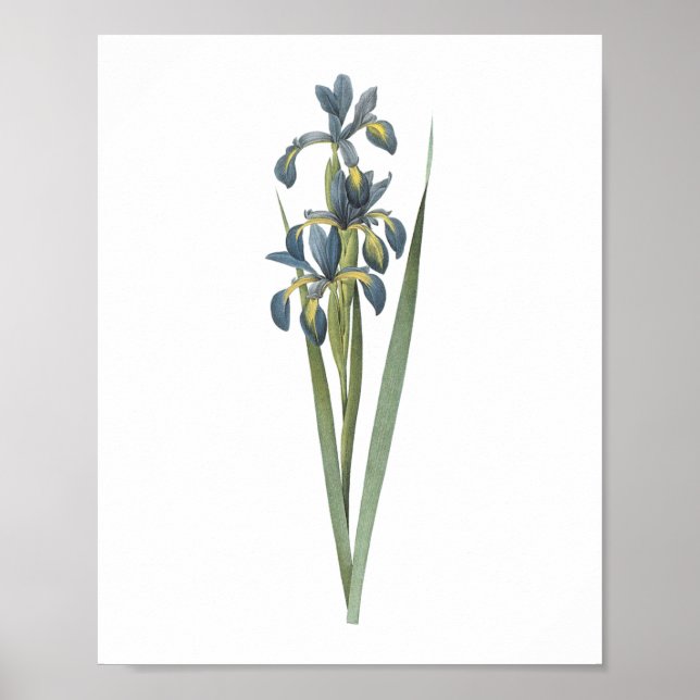 Poster iris papillon (Iris spuria) par Redouté (Devant)