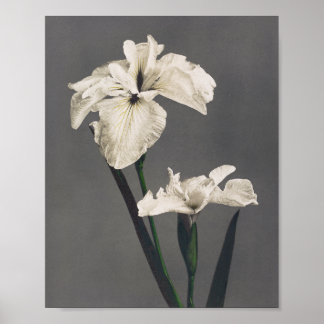 Poster Iris - photo couleur - Japon