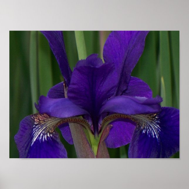Poster Iris pourpre (Devant)