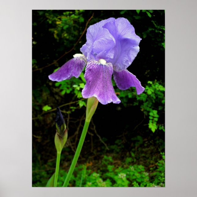 Poster Iris pourpre (Devant)