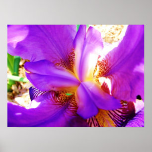 Poster Iris pourpre